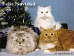 Imagenes de Navidad Gato