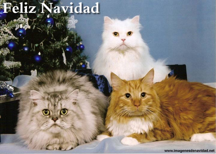 IMAGEN GATOS DE NAVIDAD