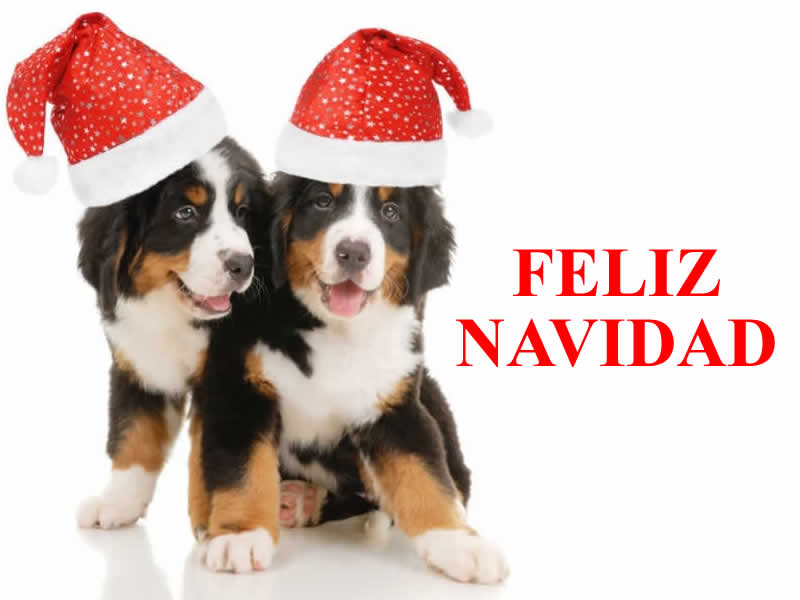 Imágenes de Navidad Perros