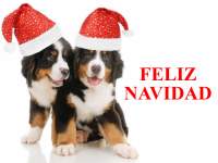 Imgenes de Navidad Perros